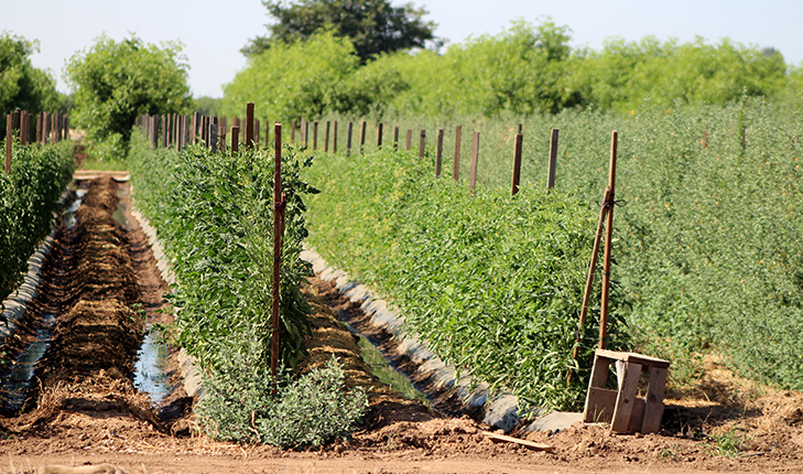 Agriculture