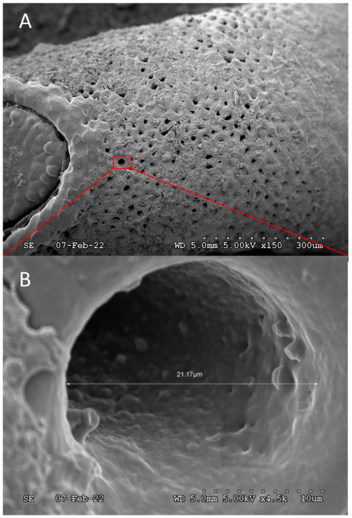 Electron scanning microscope image showing insect egg pores.