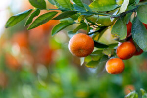 Orange hanging on tree