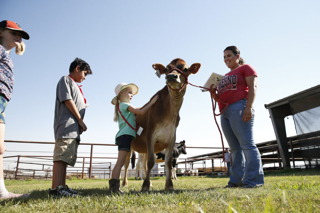 A Fresno State student camp leader holds a cow while a female camper pets the cow.