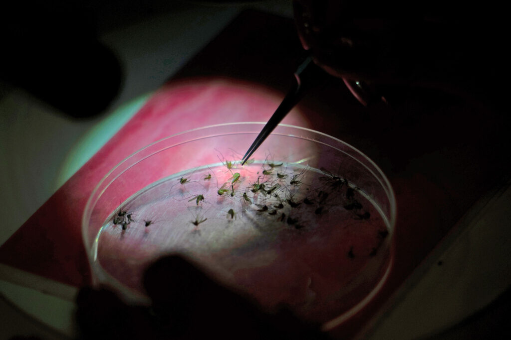 Mosquitoes are examined in the lab by Fresno State biology alumna Jovana Benavides