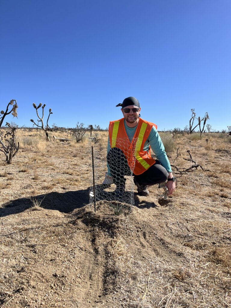 Dr. Robert B. Lull works as a volunteer planting Joshua trees at Cima Dome in the Mojave National Preserve.